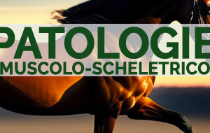 Patologie muscolo-scheletrico